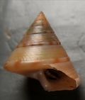 Calliostoma&nbsp;zizyphinum